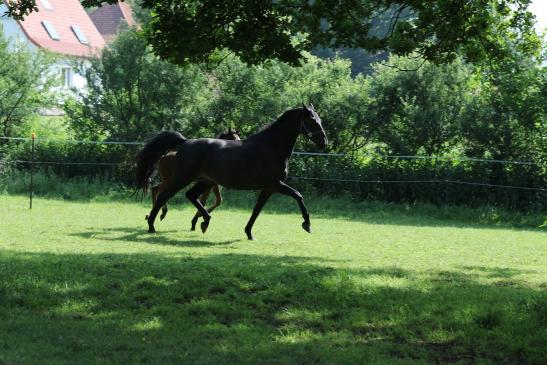 Blue Hors Romanov x Fürst Heinrich x De Niro x Rubinstein mit Stutfohlen von Sir Donnerhall