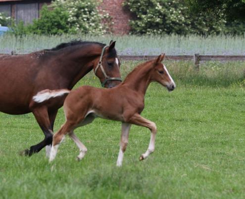 Duke of Medingen (Danone I x Fidertanz x De Niro)