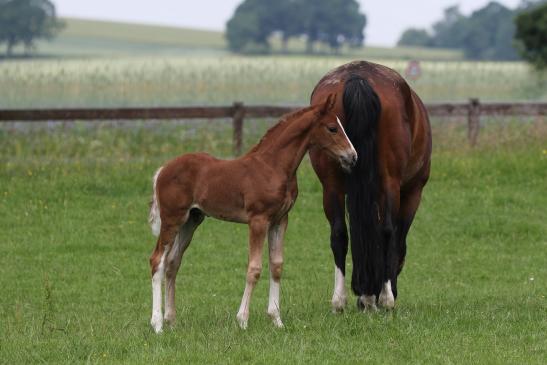 Duke of Medingen (Danone I x Fidertanz x De Niro)