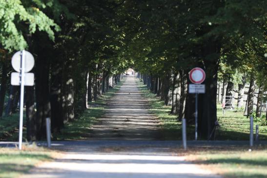 400 Meter lange Allee mit 4 Baumreihen