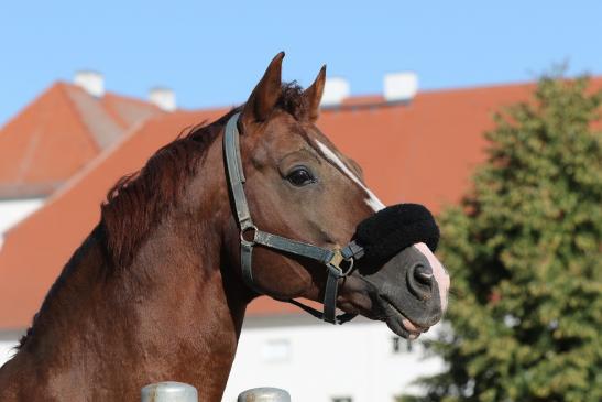 "Quaterback" Elite Hengst 16j. aus der Elitefamilie der Poesie