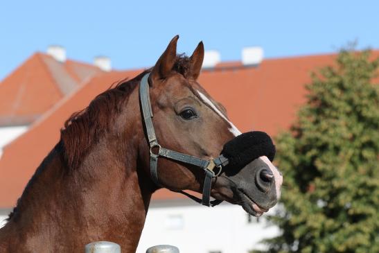 "Quaterback" Elite Hengst 16j. aus der Elitefamilie der Poesie