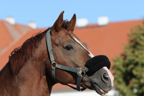 "Quaterback" Elite Hengst 16j. aus der Elitefamilie der Poesie