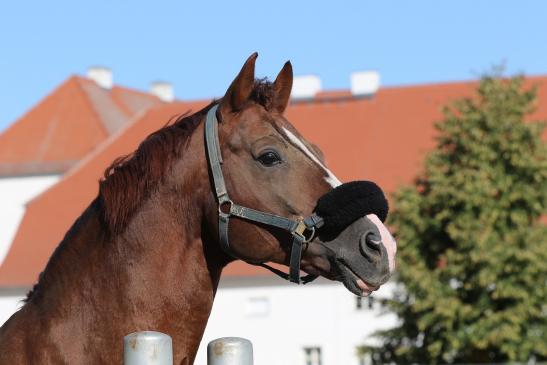 "Quaterback" Elite Hengst 16j. aus der Elitefamilie der Poesie