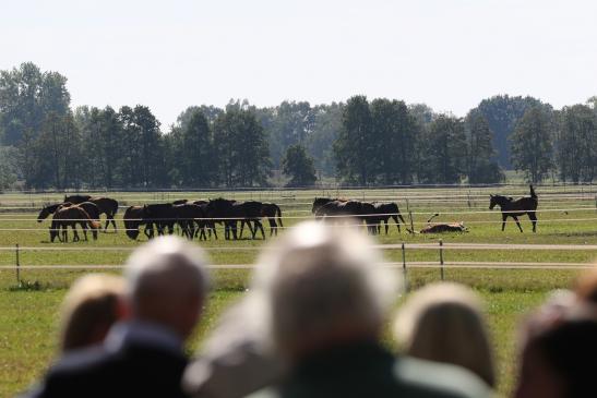 Pferde in der Lewitz