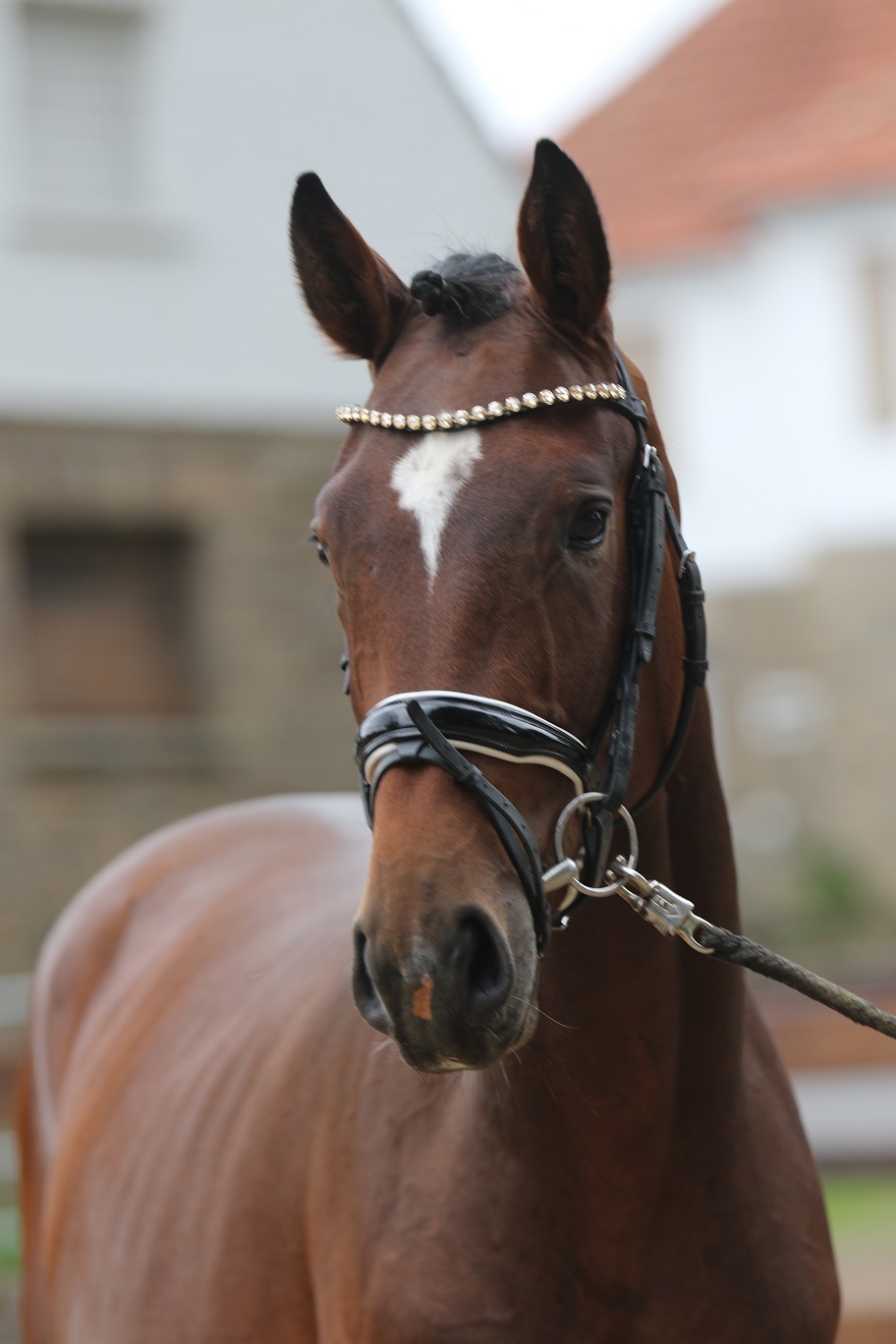 Sohn von Sandro Hit