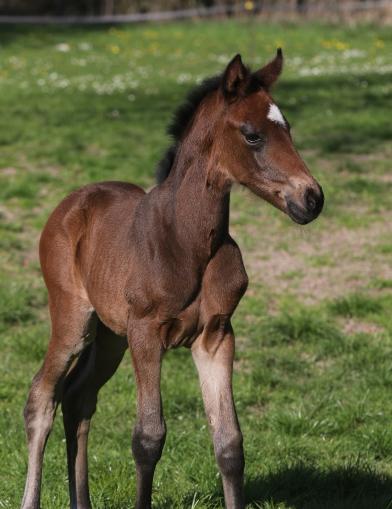 Sir Donnerhall x Blue Hors Romanov