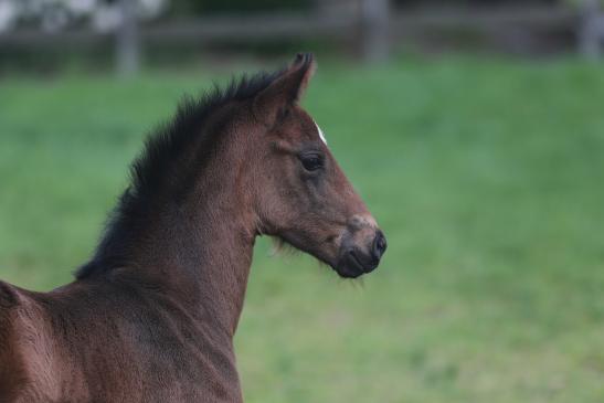 Sir Donnerhall x Blue Hors Romanov