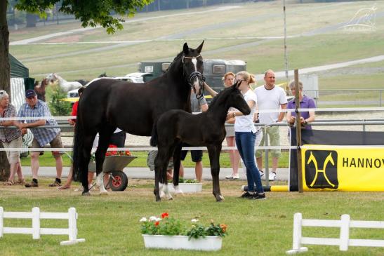 Stutfohlen Schoko Chanel, Qualifikation Deutsches Fohlenchampionat