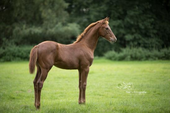 HF Blue Hors Zack x Sir Donnerhall